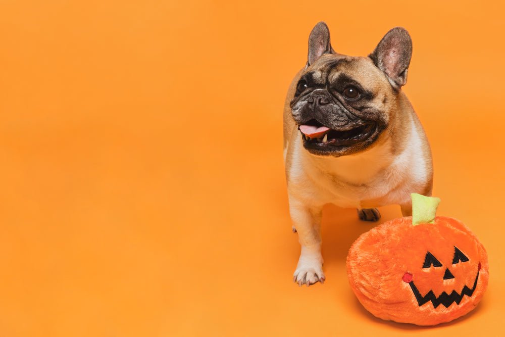 Spooky Halloween Finds - Main Street Collective
