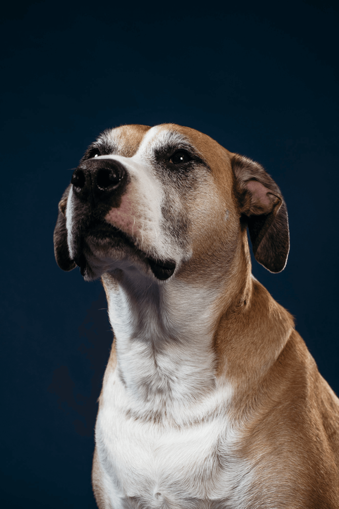 Pet Essentials & Accessories - Main Street Collective L.L.C