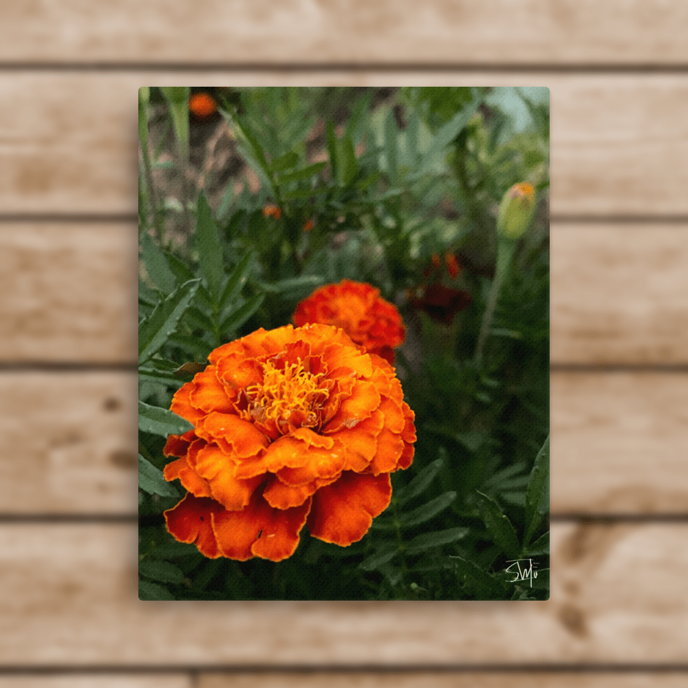 Orange Marigold Flower - Vibrant Floral Wall Decor Art