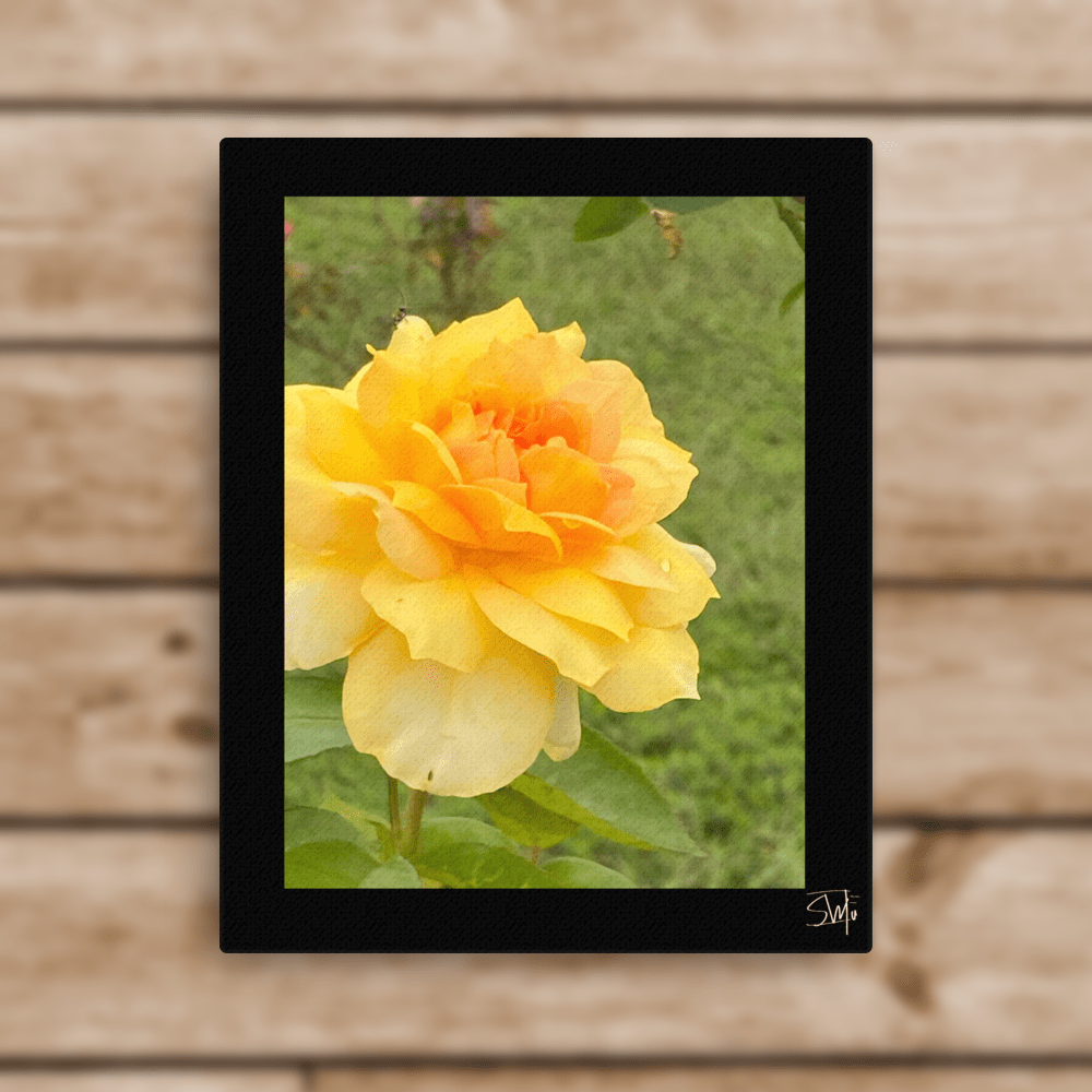 Yellow Rose Flower Canvas Art | Floral Wall Decor | Thin Canvas Print