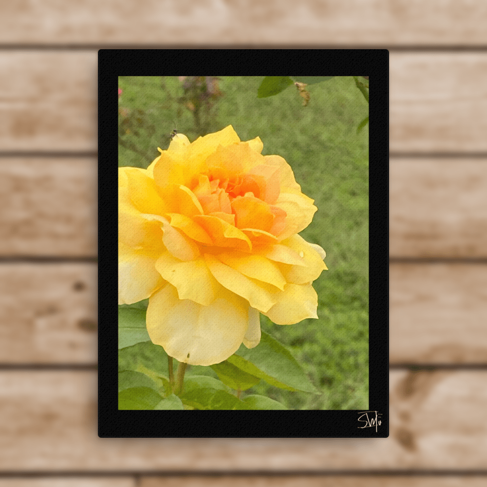 Framed Yellow Rose Canvas Print | Main Street Collective | Floral Wall Art, Botanical Decor, Thin Canvas