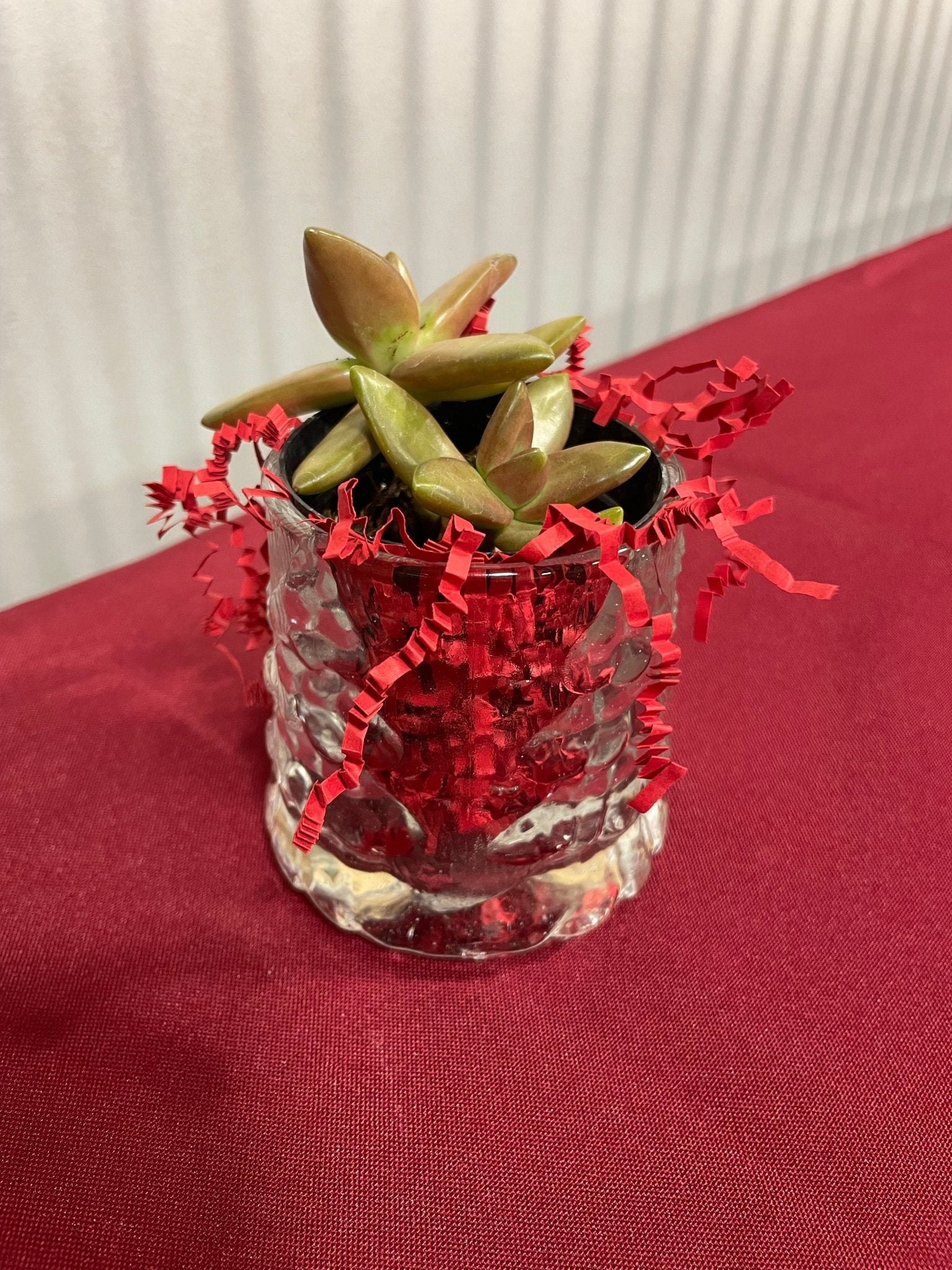 Christmas Succulent in Festive Clear Vase - Main Street Collective