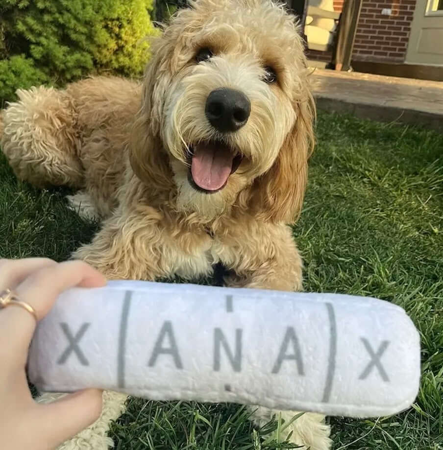 Golden Doodle dog with funny Xanax dog toy. Novelty squeaky toy for dogs.