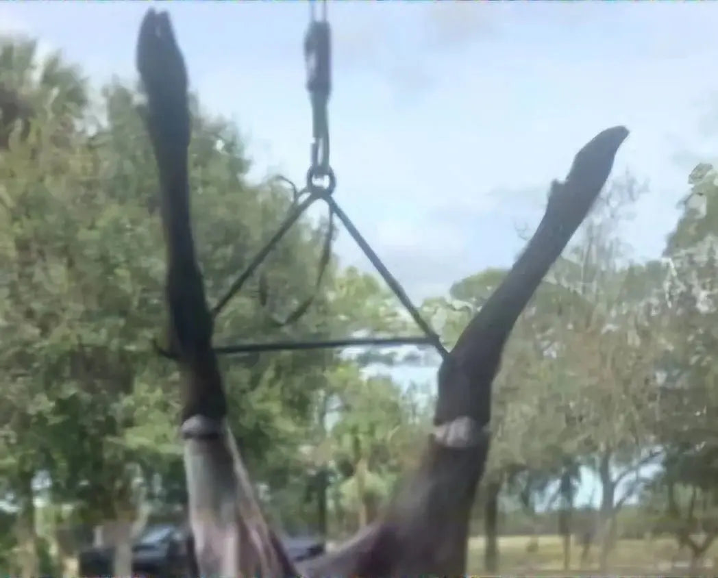 Forged Large Game Gambrel Redbeard's Forge LLC