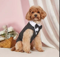 Formal dog tuxedo with bow tie curated by Coastal Couture Pet Boutique, stylish pet apparel

