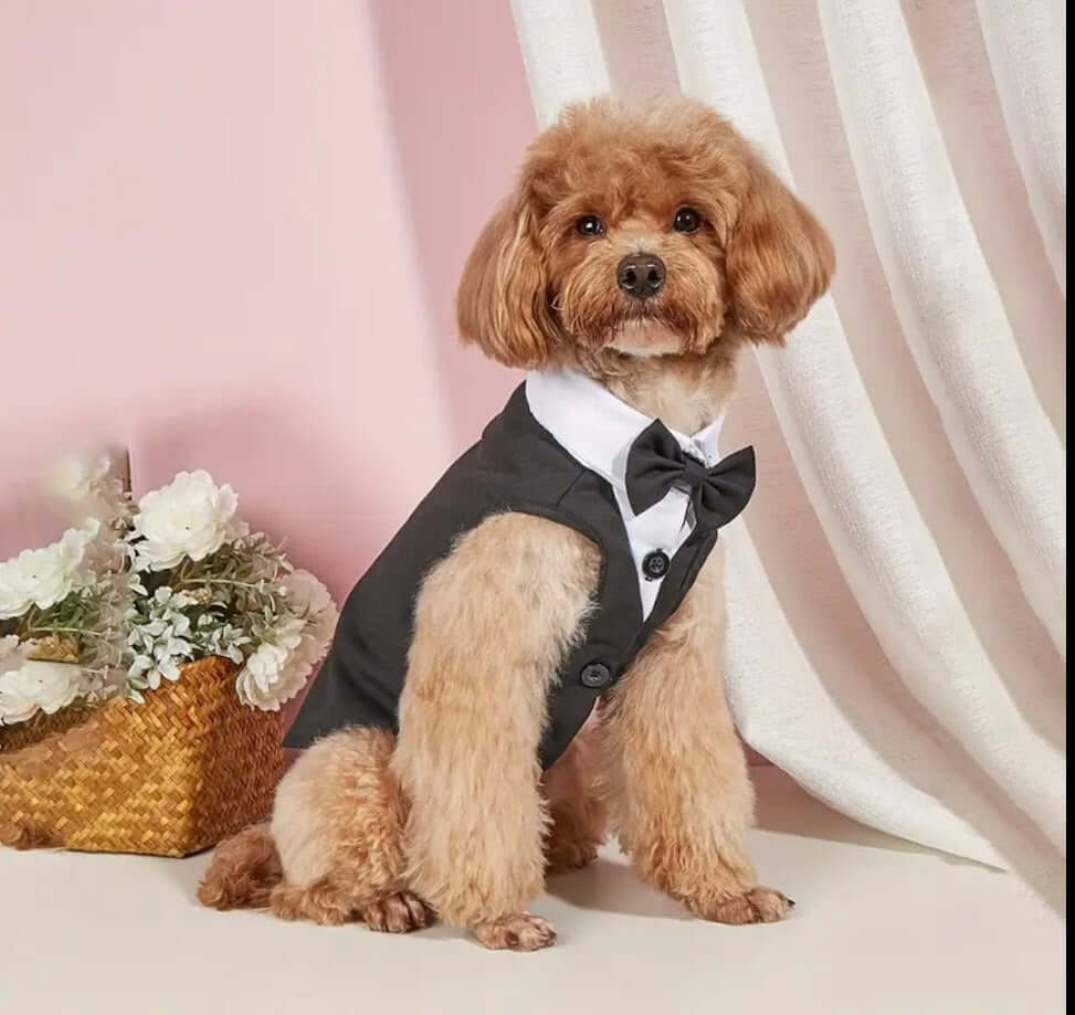 Formal dog tuxedo with bow tie curated by Coastal Couture Pet Boutique, stylish pet apparel

