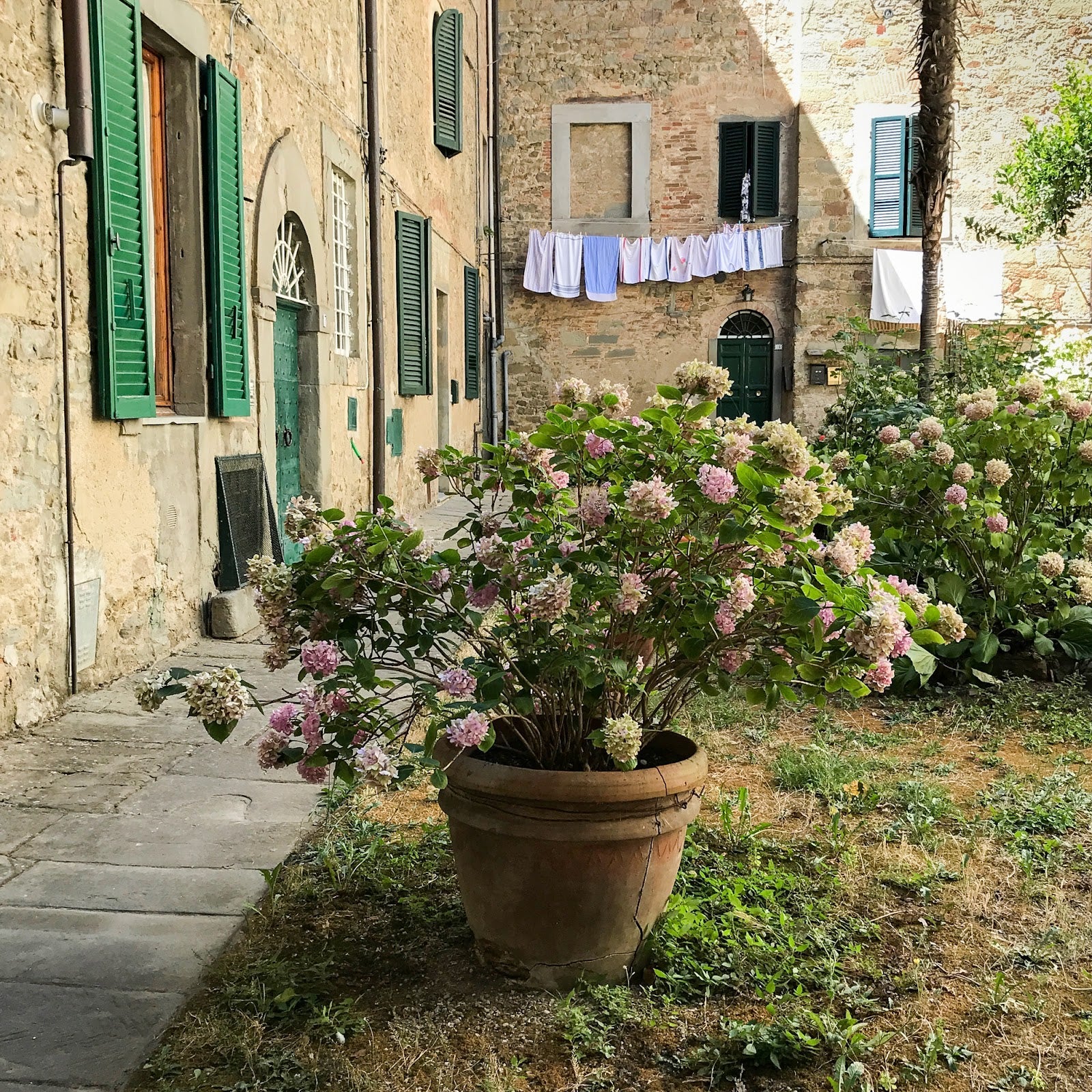 Hydrangeas in Cortona Italy: Lush Flowers, Italian Courtyard Scene