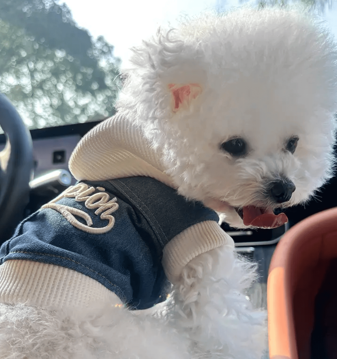 Dog in Denim Jacket Hoodie | Bichon Frise Pet Apparel Cute Puppy Fashion