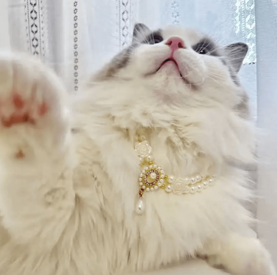 Cat Wearing Pearl Necklace with Roses | Coastal Couture Pet Boutique