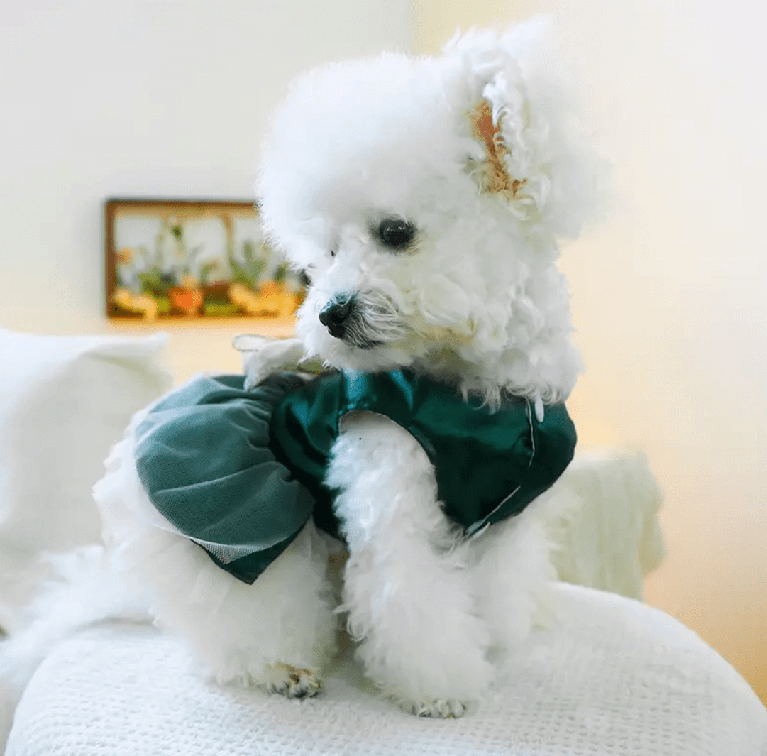 Dog in Green Dress: Cute Pet Fashion - Ruffles & Bow