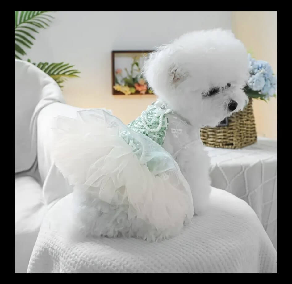 Elegant Mint Sequin Dog Dress - Ruffles & Lace | Coastal Couture Luxury Pet Fashion for Small Dogs