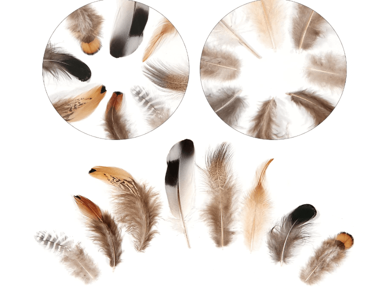 Small craft feathers for hats - Mixed Decorative Feathers | Main Street Collective
