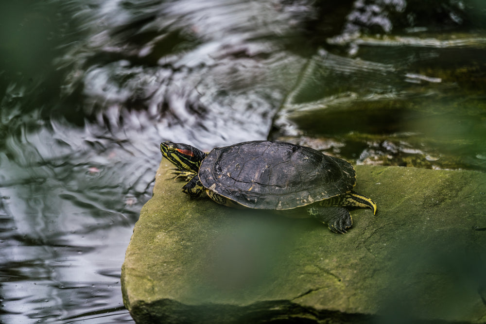 painted-turtle