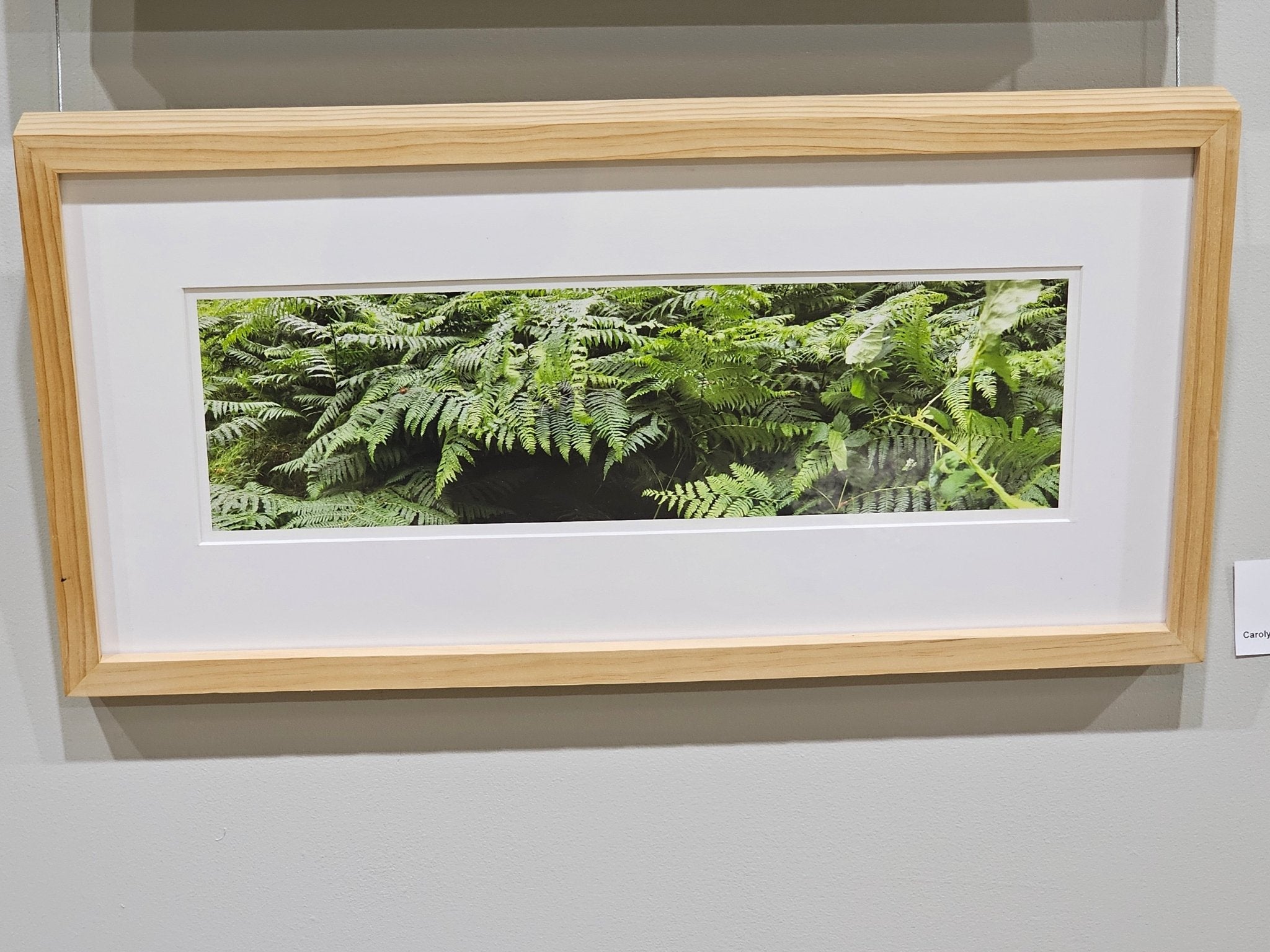 Framed Forest Floor Art by Carolyn Norton: Lush Ferns Nature Photography, Museum Quality Print