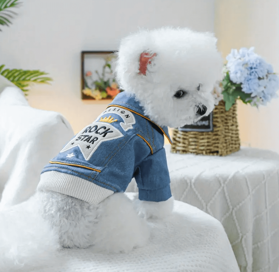 Dog in Rock Star Denim Jacket: Cute Bichon Frise Puppy Fashion, Pet Apparel