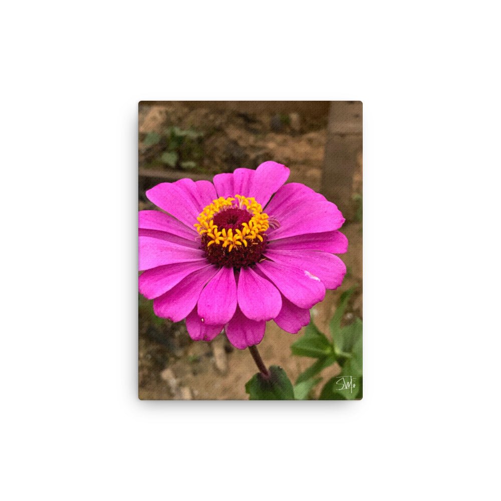 Purple Zinnia Flower Canvas Print | Floral Wall Art