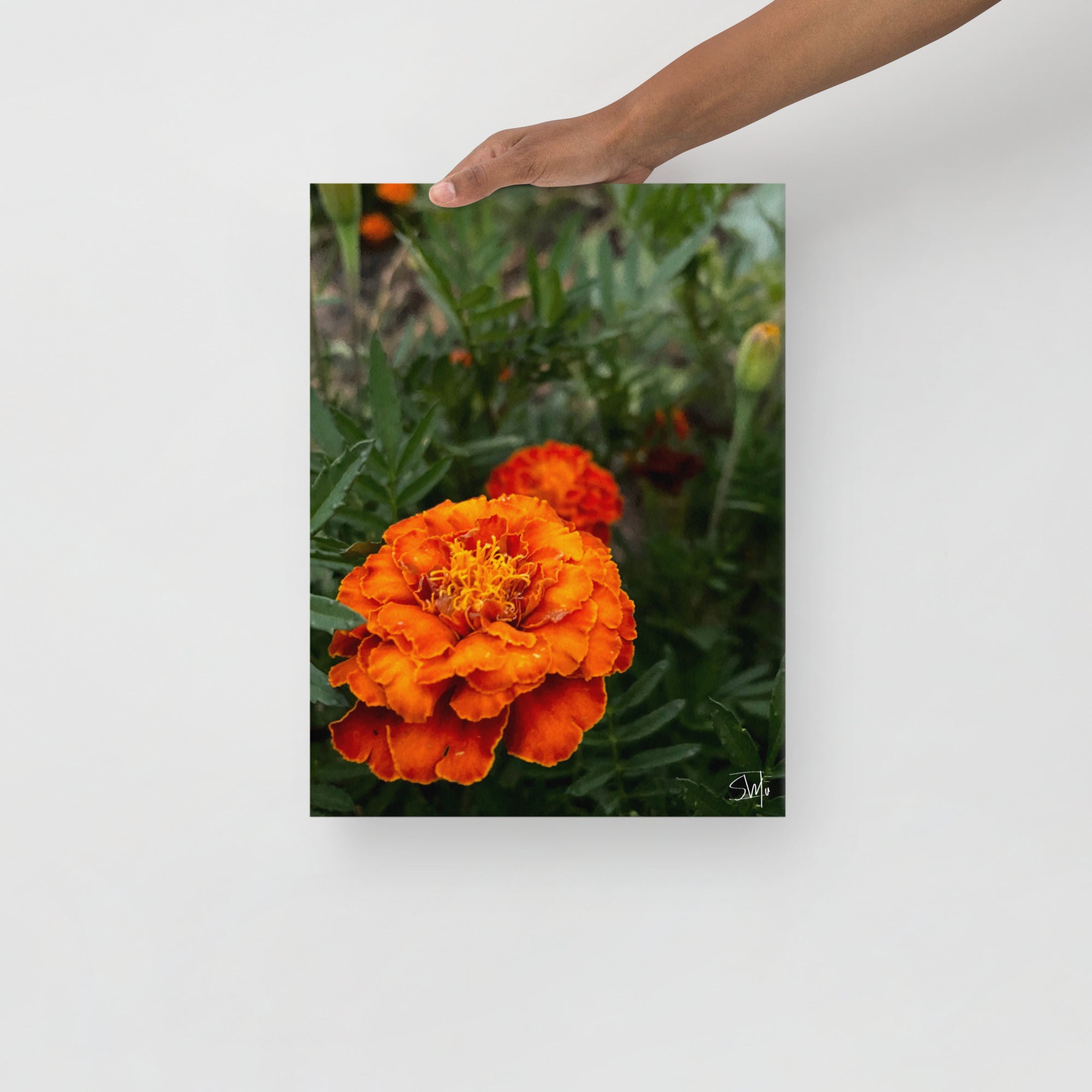Orange Flower Canvas Art Print by Main Street Collective - Held in Hand, Floral Wall Decor