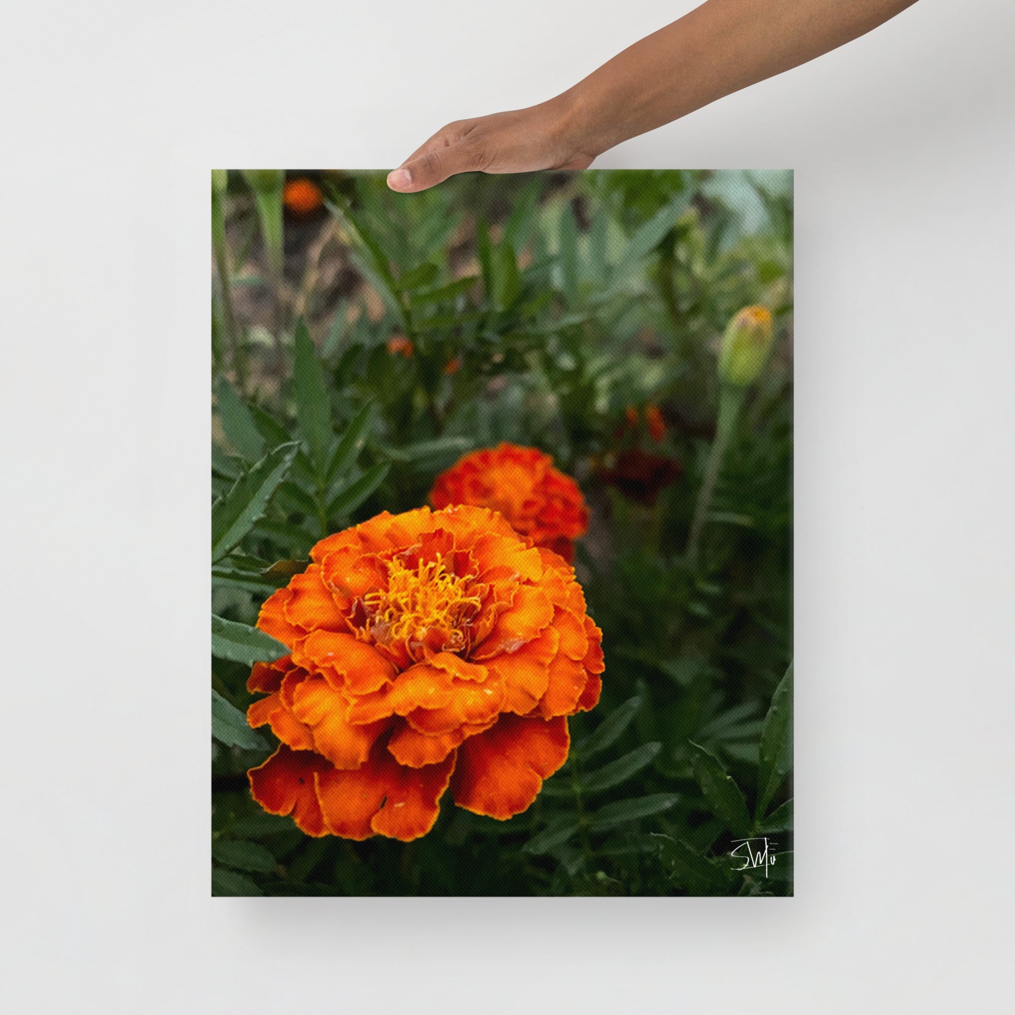 Orange Marigold Flower Canvas Print - Floral Wall Art
