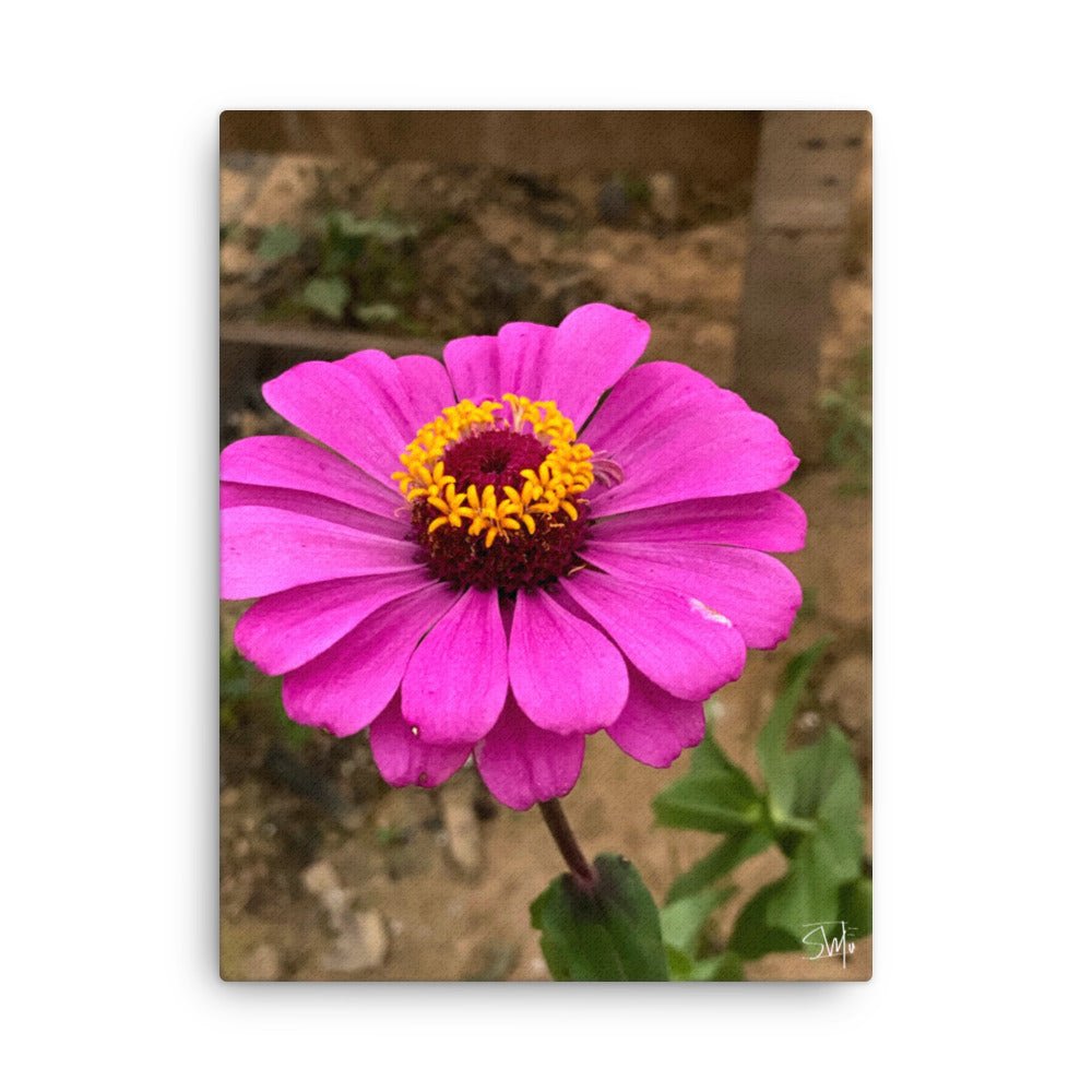 Purple Flower Canvas Print: Close-up of a vibrant Zinnia blossom, floral wall art from Main Street Collective.