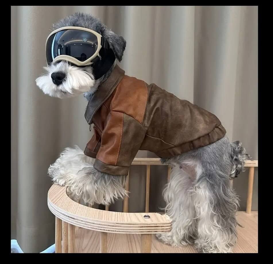 Vintage dog jacket with goggles, Coastal Couture Pet Boutique waterproof outerwear for small dogs. Stylish pet fashion.
