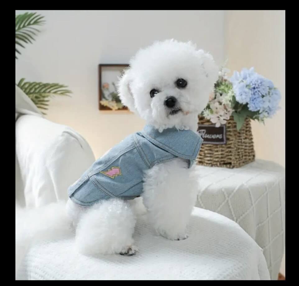 Cute Dog in Denim Jacket - Coastal Couture Pet Apparel | Small Dog Fashion | Main Street Collective